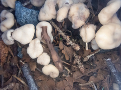 Cudonia circinans