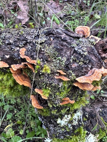 iNaturalist observation photo of hairy curtain crust