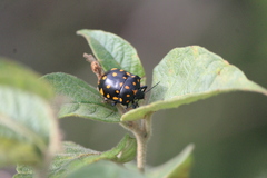 Pachycoris klugii