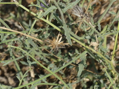 Oligochaeta divaricata