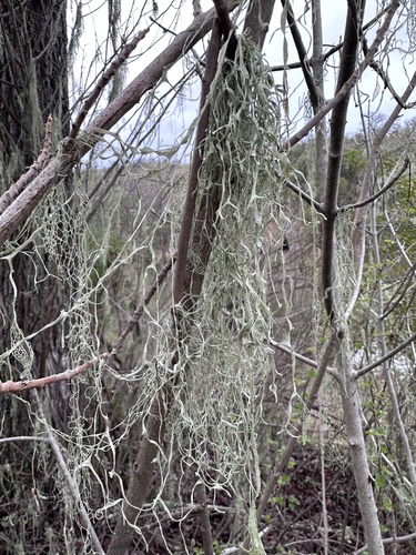 iNaturalist observation photo of lace lichen