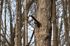 Dryobates villosus villosus