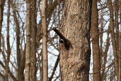 Dryobates villosus villosus