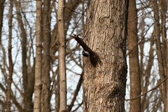 Dryobates villosus villosus