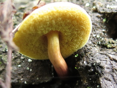 Boletus fraternus