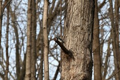 Dryobates villosus villosus