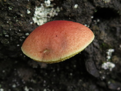 Boletus fraternus