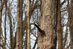 Dryobates villosus villosus