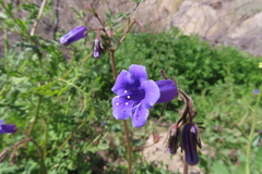 Phacelia minor