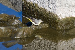 Motacilla cinerea cinerea