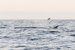 Balaenoptera borealis