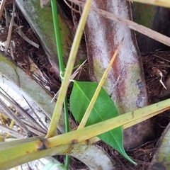 Funastrum