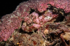 Hemilepidotus hemilepidotus