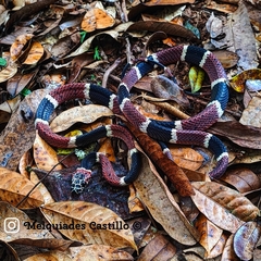 Rhinobothryum bovallii image