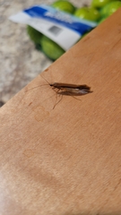 Psychoglypha