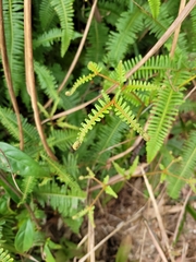 Dicranopteris linearis