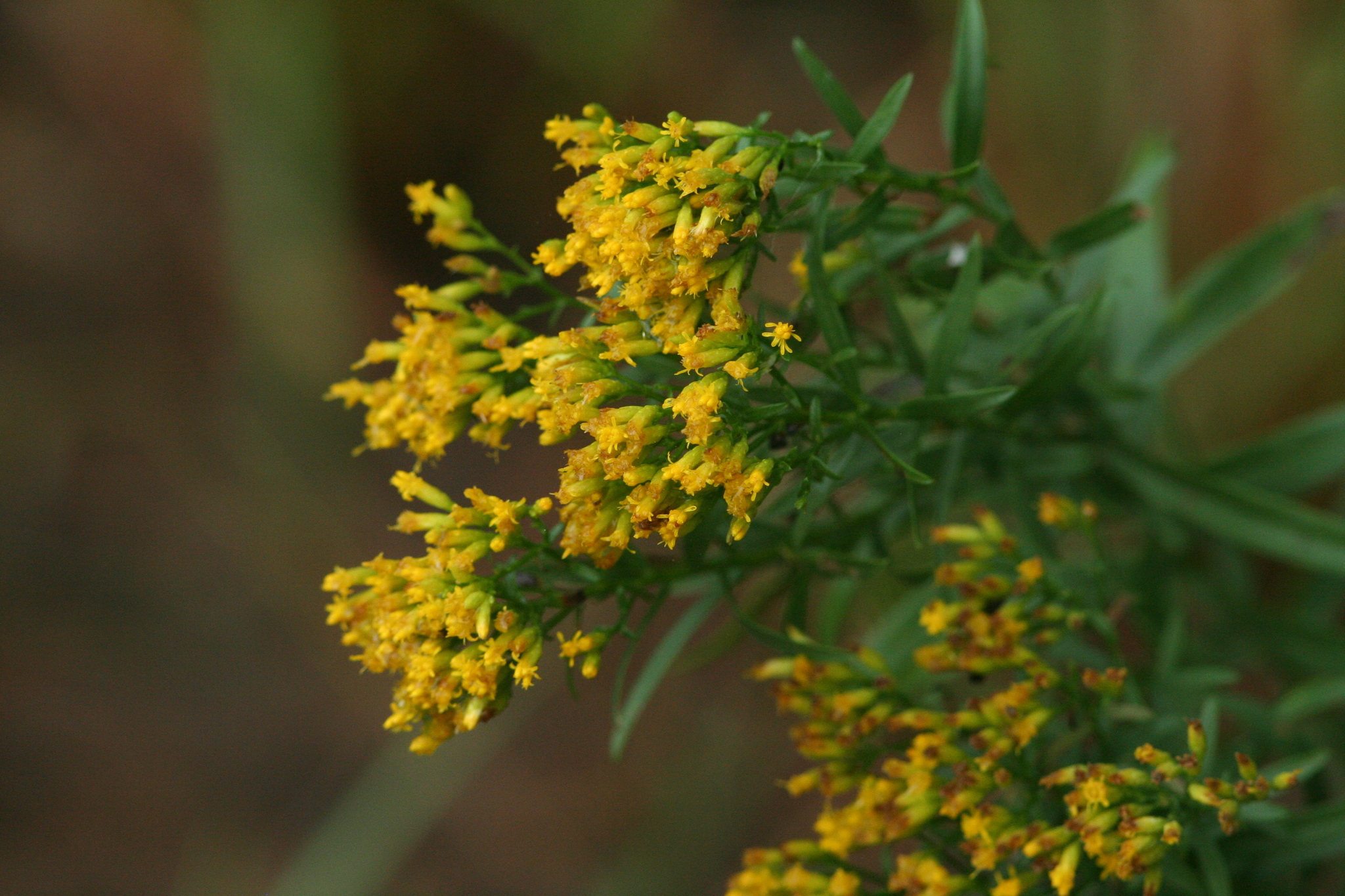 Euthamia leptocephala