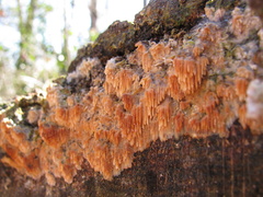 Radulomyces