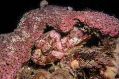 Hemilepidotus hemilepidotus