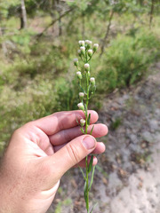 Erigeron acris droebachiensis