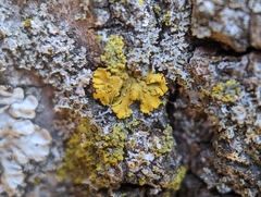 Xanthomendoza ulophyllodes