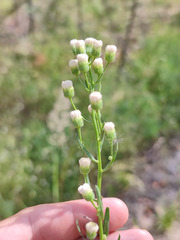 Erigeron acris droebachiensis