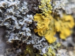 Xanthomendoza ulophyllodes