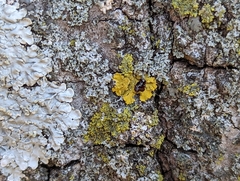 Xanthomendoza ulophyllodes
