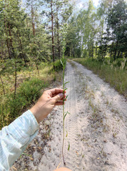 Erigeron acris droebachiensis