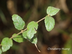 Viburnum parvifolium