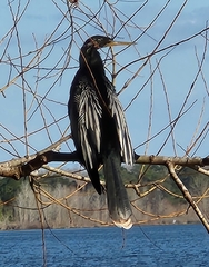 Anhinga