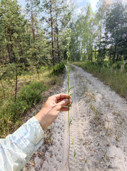 Erigeron acris droebachiensis