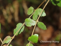 Viburnum parvifolium