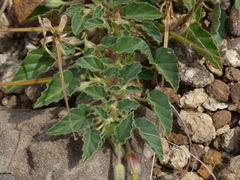 Monsonia senegalensis