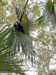 Cynopterus sphinx