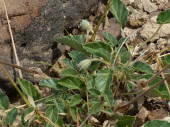 Monsonia senegalensis