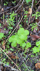 Sanicula crassicaulis