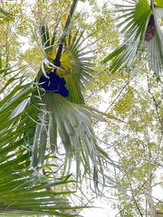 Cynopterus sphinx