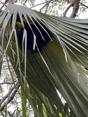 Cynopterus sphinx
