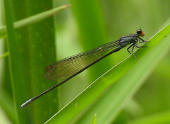 Pseudagrion ignifer