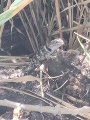 Sceloporus uniformis