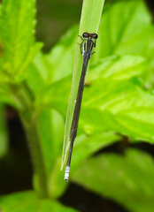 Pseudagrion ignifer