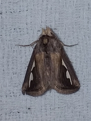 Didugua argentilinea