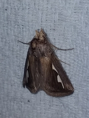 Didugua argentilinea