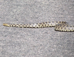 Pantherophis ramspotti