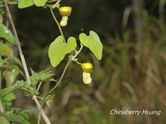 Aristolochia shimadae