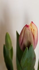 Tulipa