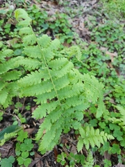 Coryphopteris simulata