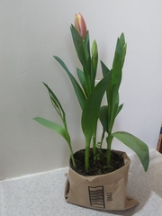 Tulipa