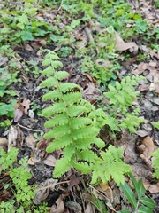 Coryphopteris simulata